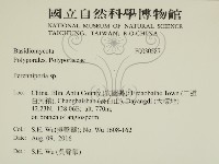 多年臥孔菌屬藏品圖，第2張