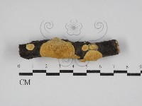 多年臥孔菌屬藏品圖，第1張