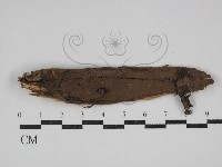 剛毛絲皮菌藏品圖，第1張