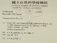 偏腫栓菌藏品圖，第2張