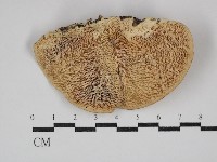 偏腫栓菌藏品圖，第1張