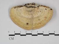 偏腫栓菌藏品圖，第3張