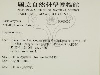 絲齒菌屬藏品圖，第2張