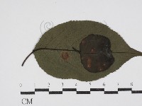 登錄號:F0030601藏品圖，第1張