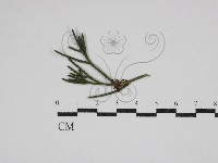 登錄號:F0030603藏品圖，第1張