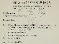樹狀皮革菌屬藏品圖，第2張