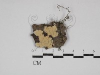 樹狀皮革菌屬藏品圖，第1張