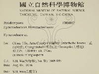 刺革菌屬藏品圖，第2張