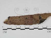 刺革菌屬藏品圖，第1張