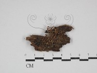 登錄號:F0030608藏品圖，第1張