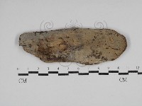 針齒銳岩菌藏品圖，第1張