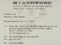 松生擬層孔菌藏品圖，第2張