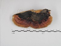 松生擬層孔菌藏品圖，第1張