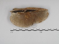 松生擬層孔菌藏品圖，第3張