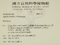 射脈菌屬藏品圖，第2張