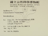 擬筍殼菌屬藏品圖，第2張