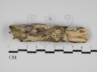 擬筍殼菌屬藏品圖，第1張