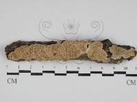 登錄號:F0030635藏品圖，第1張