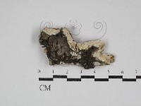 擬筍殼菌屬藏品圖，第1張