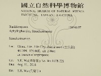 齒耳菌屬藏品圖，第2張