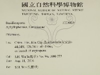 射脈菌屬藏品圖，第2張