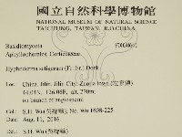 剛毛絲皮菌藏品圖，第2張