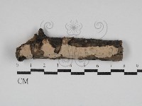 筍殼菌屬藏品圖，第1張