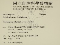 剛毛絲皮菌藏品圖，第2張