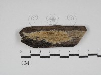 射脈菌屬藏品圖，第1張