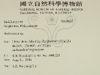 骨皮菌屬藏品圖，第2張