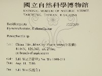 擬筍殼菌屬藏品圖，第2張