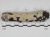擬筍殼菌屬藏品圖，第1張