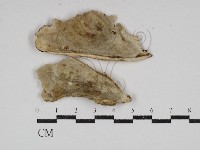 登錄號:F0030653藏品圖，第3張