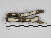 登錄號:F0030660藏品圖，第1張