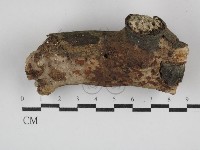 花耳屬藏品圖，第1張