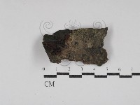 銀耳屬藏品圖，第1張