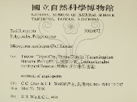 黄柄小孔菌藏品圖，第2張