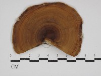 黄柄小孔菌藏品圖，第3張