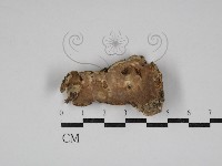 硬孔菌屬藏品圖，第3張