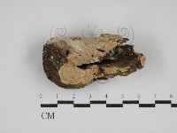 容氏菌屬藏品圖，第1張