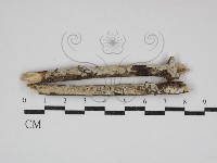 登錄號:F0030685藏品圖，第1張