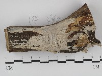 刺皮菌屬藏品圖，第1張