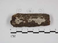 刺皮菌屬藏品圖，第1張