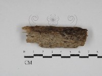 登錄號:F0030706藏品圖，第1張