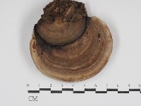 登錄號:F0030711藏品圖，第3張