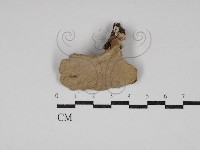 多孔菌屬藏品圖，第1張