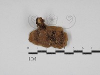 多孔菌屬藏品圖，第3張