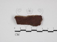 刺革菌屬藏品圖，第1張