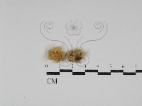登錄號:F0030718藏品圖，第1張