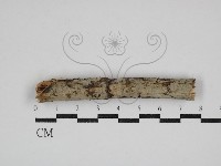 登錄號:F0030719藏品圖，第1張
